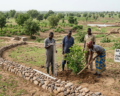Planter des arbres ne répare pas un bassin versant